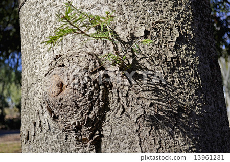 冷杉 冷杉 13961281