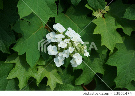 Kashiwaba Hydrangea Cashewa hydrangea single foliage 13961474