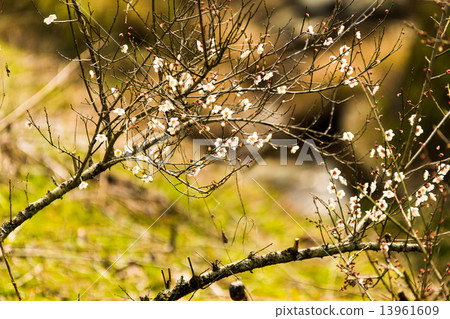 White plum 13961609