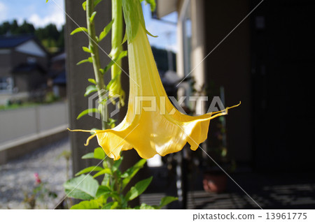 Angel trumpet Angel trumpet 13961775