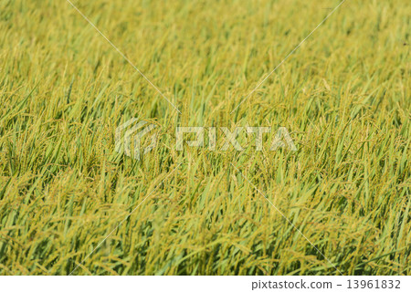 Paddy field 13961832
