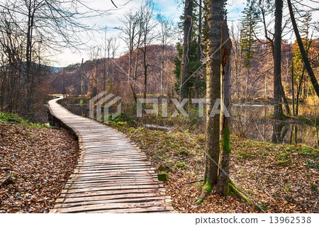 Road in the forest at autumn 13962538