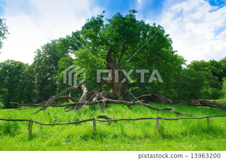 A large forest A large forest 13963200