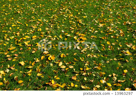 Dry leaves on green grass 13963297