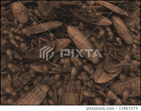 Cockroach's nest 13963373