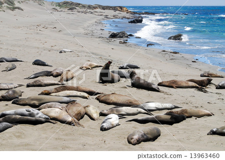 加州 加利福尼亞 海 13963460