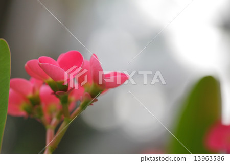 Hanaquilin花和太陽葉 13963586