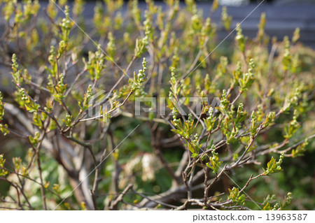 Ryukyubu的花蕾 Ryukyubu的花蕾 13963587