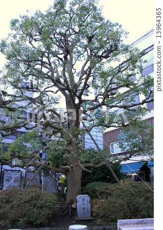 參觀鎌倉觀光出發地的鎌倉站 參觀鎌倉觀光出發地的鎌倉站 13964365