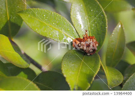 Sasanqua after flowers and morning dew Sasanqua after flowers and morning dew 13964400