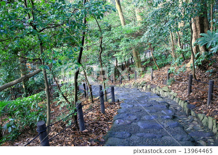 雨後訪問鎌倉鶴岡八幡宮 13964465