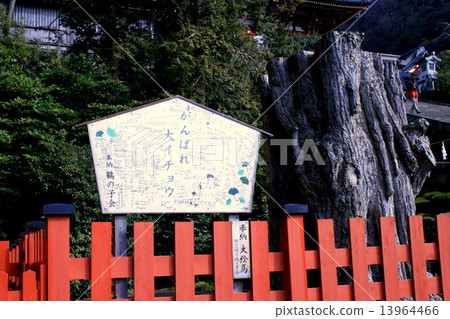 雨後訪問鎌倉鶴岡八幡宮 13964466