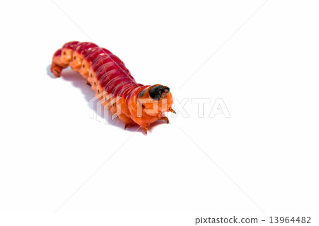 Bright colourful caterpillar on a white background Bright colourful caterpillar on a white background 13964482