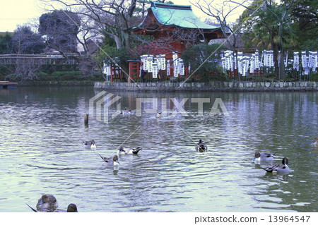 Visiting Kamakura Tsurugaoka Hachimangu Shima after the rain 13964547