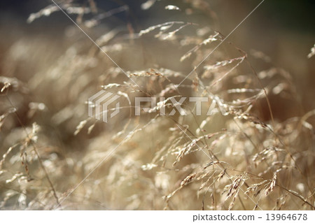 秋天的高山植物 13964678