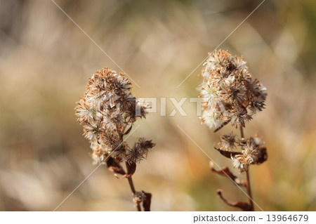 Alpine plant Alpine plant 13964679