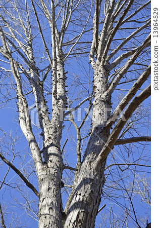 Katsura (Katsura) Katsura (Katsura) 13964829