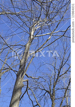 桂（Katsura） 13964831