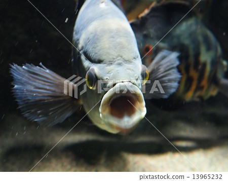 觀賞魚 觀賞魚 13965232