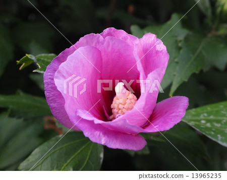 公園的花2 公園的花2 13965235