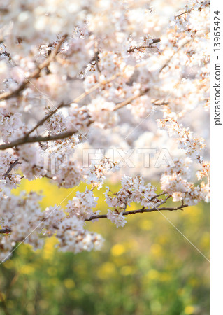 Cherry blossoms and rape blossoms Cherry blossoms and rape blossoms 13965424