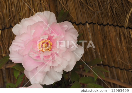 A cold peony A cold peony 13965499