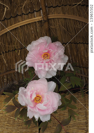 A cold peony 13965502