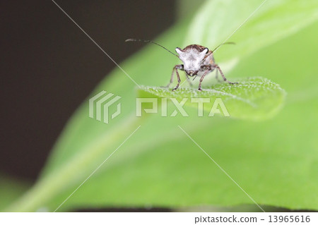 Ego Hymenopter Weevil 13965616