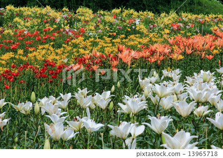 多彩多姿的百合花 多彩多姿的百合花 13965718