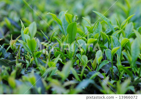 清晨的茶葉 13966072