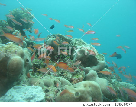 一群Akanehonagoi沿著潮流游泳 一群Akanehonagoi沿著潮流游泳 13966074