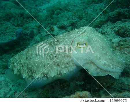 純白色的微光 13966075