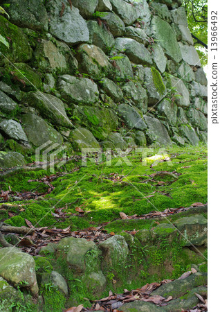 Spot of light on the moss of the castle 13966492