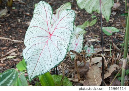 Cadadium white red red vein Cadadium white red red vein 13966514
