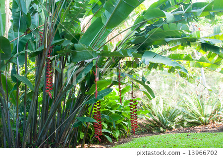 Heliconia whole plant 13966702