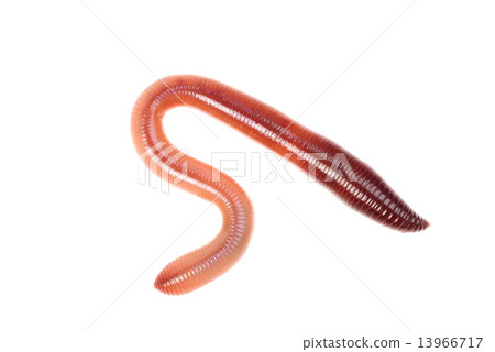 animal earth worm isolated on white background 13966717