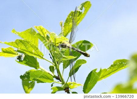 Ophiogomphus cecilia. Dragonfly on the green leaves and sky background Ophiogomphus cecilia. Dragonfly on the green leaves and sky background 13966720