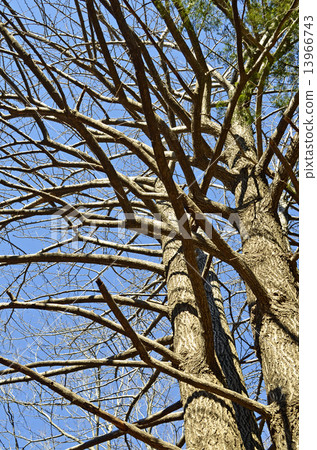 Gingko (ginkgo) 13966743