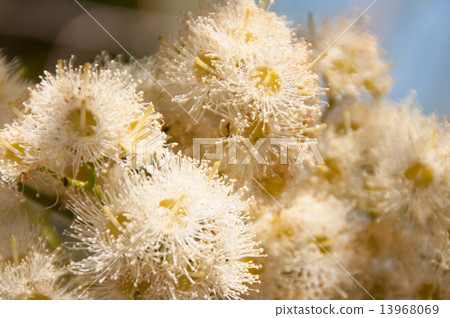 White eucalyptus flowers in full bloom 13968069
