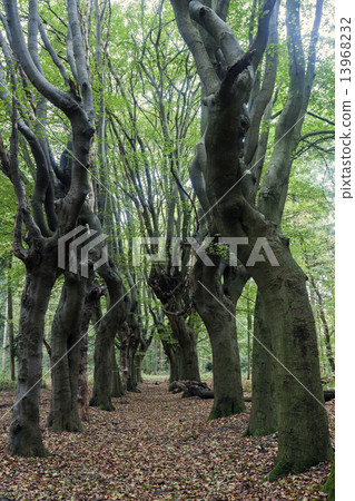 Scary trees in Zwolle area 13968232