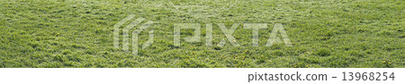 XXXL Grass Panorama 13968254