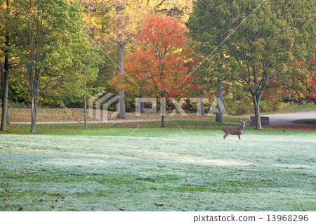 Deer in colorful park 13968296