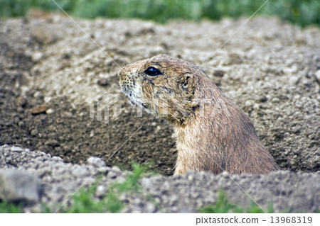 Praire Dog 13968319