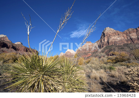 Yucca in Zion National Park 13968428