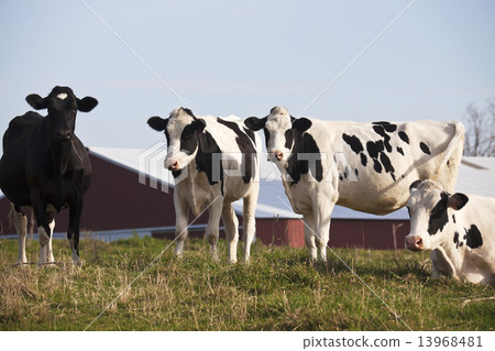Cow Farm in Wisconsin 13968481