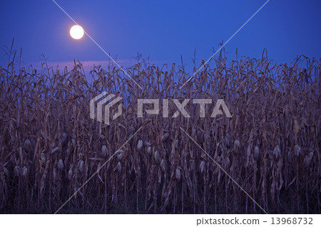 Full moon above the corn field 13968732
