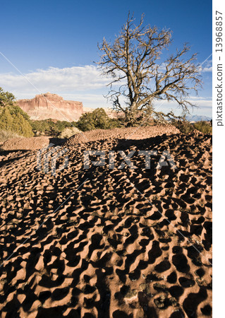Tree in Capitol Reef National Park 13968857