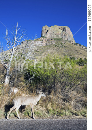 Deer in Big Bend National Park 13969095