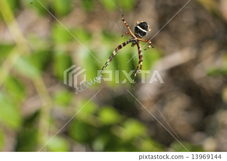 Spider and its net Spider and its net 13969144