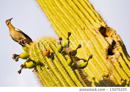 Bird on the cactus 13970205